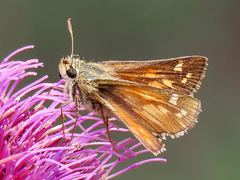 Hesperia comma