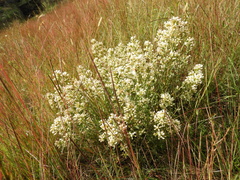 Baccharis linearifolia