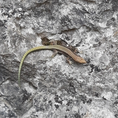 Iberolacerta horvathi