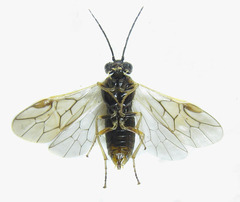 Anoplonyx destructor