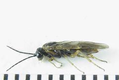 Anoplonyx destructor