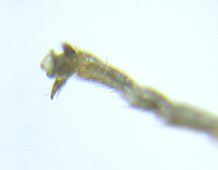 Anoplonyx destructor