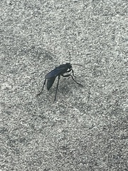 Sphex pensylvanicus