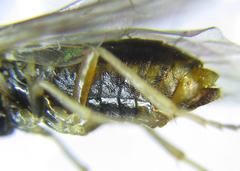 Anoplonyx destructor