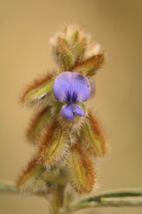 Crotalaria sessiliflora