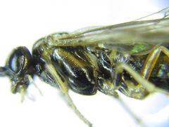 Anoplonyx destructor