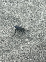 Sphex pensylvanicus