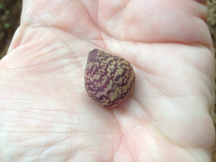 Kokkocynips doctorrosae
