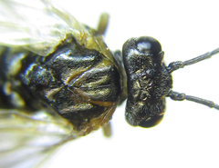 Anoplonyx destructor