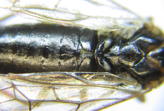 Anoplonyx destructor