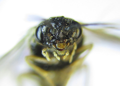 Anoplonyx destructor
