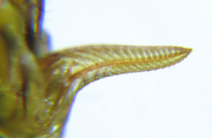 Anoplonyx destructor
