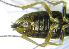 Anoplonyx destructor
