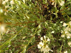 Baccharis linearifolia