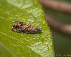 Grapholita interstinctana