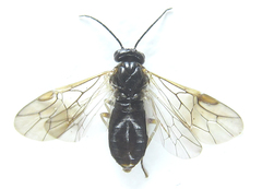 Anoplonyx destructor