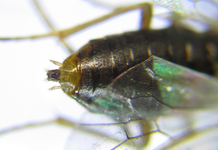 Anoplonyx destructor