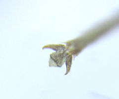 Anoplonyx destructor