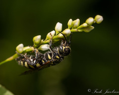 Myzinum obscurum