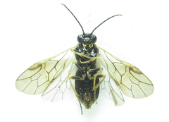 Anoplonyx destructor