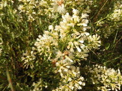 Baccharis linearifolia