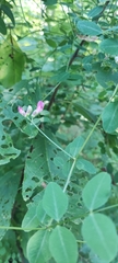 Vicia dumetorum