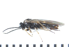 Anoplonyx destructor