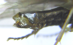 Anoplonyx destructor