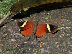 Xanthotaenia busiris