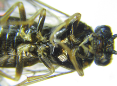 Anoplonyx destructor