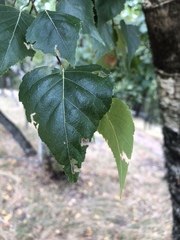 Betula