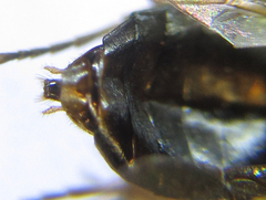 Anoplonyx destructor