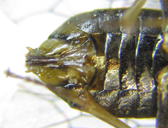 Anoplonyx destructor