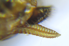 Anoplonyx destructor