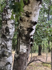 Betula