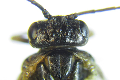 Anoplonyx destructor