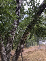 Betula