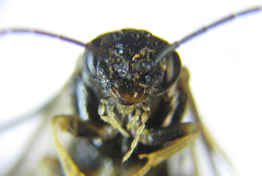 Anoplonyx destructor