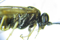 Anoplonyx destructor
