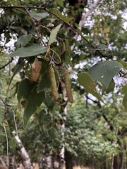 Betula