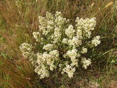 Baccharis linearifolia