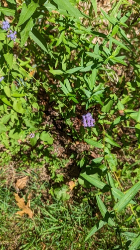 Conoclinium coelestinum