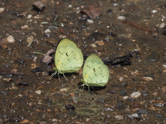 Eurema ada