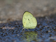 Eurema ada