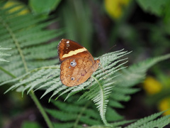 Xanthotaenia busiris