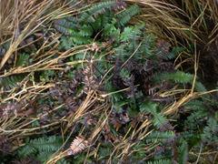 Blechnum durum
