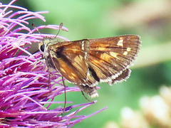 Hesperia comma