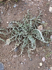 Cirsium canescens