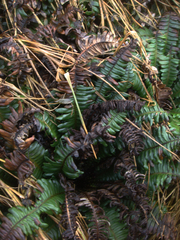 Blechnum durum