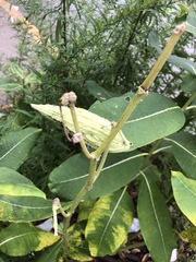 Asclepias syriaca